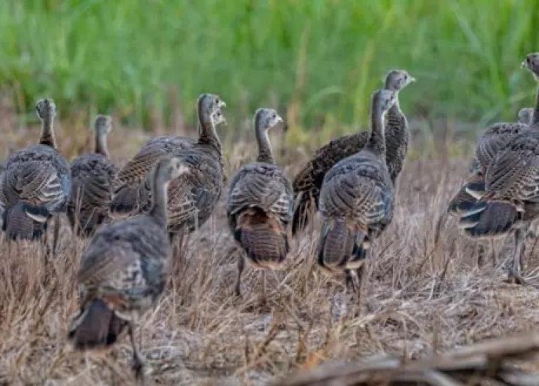 FWC’s Wild Turkey Summer Survey Seeking Sightings Through August 31