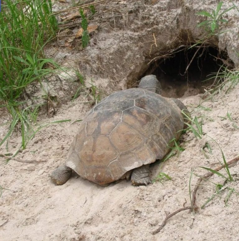 FWC: What to Know About Local Wildlife in Spring
