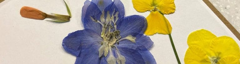 Make Your Own Flower Press Book At Bok Tower Gardens May 17