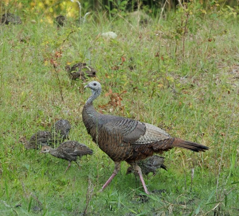 FWC: Report Wild Turkey Sightings Thru 8/31