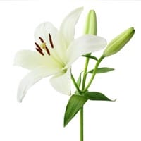 In Loving Memory of Beverly Scarborough, 81, of Frostproof