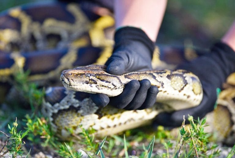 2025 Florida Python Challenge Kicks Off This Weekend, $25K in Prizes Available